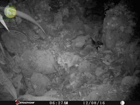 Image of Southern Spotted Skunk