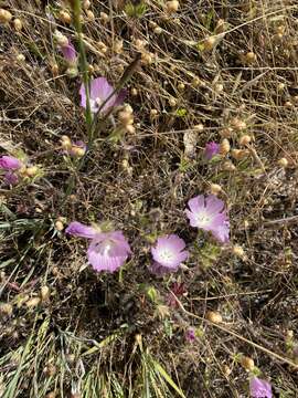 Image of fringed checkerbloom