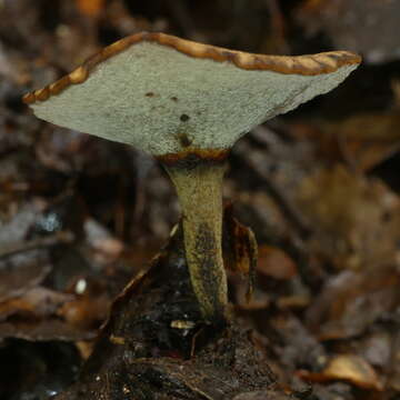 Image de Polyporus nigrocristatus E. Horak & Ryvarden 1984