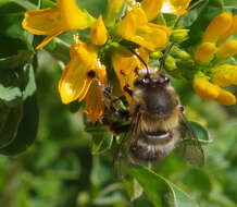 Image of Anthophora dispar Lepeletier 1841