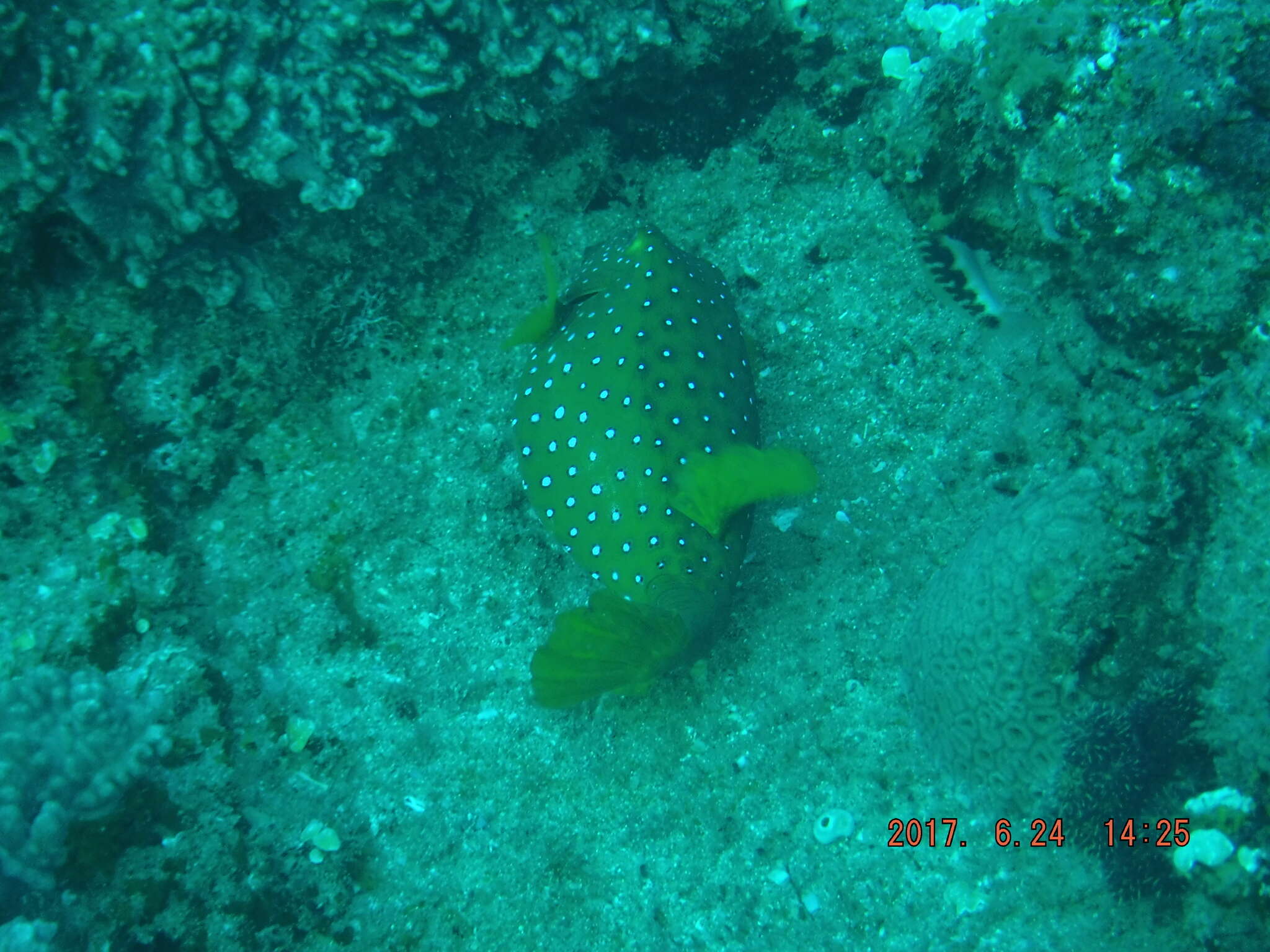 Image of Yellow boxfish