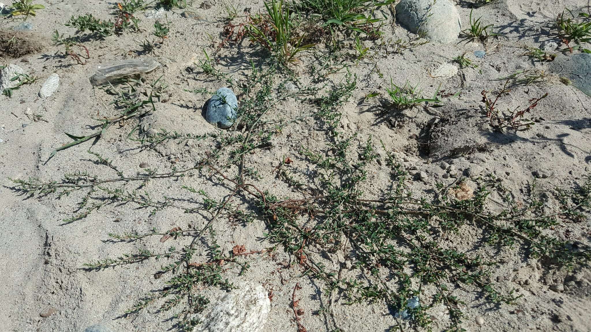 Image of Polygonum aviculare subsp. rurivagum (Boreau) Berher