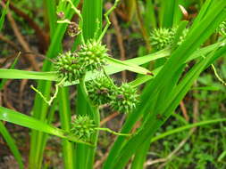 Image of Sparganium eurycarpum subsp. coreanum (H. Lév.) C. D. K. Cook & M. S. Nicholls