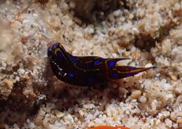 Image of Chelidonura alisonae Gosliner 2011