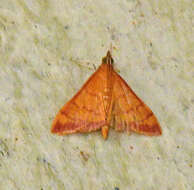 Image of Pyrausta onythesalis Walker 1859