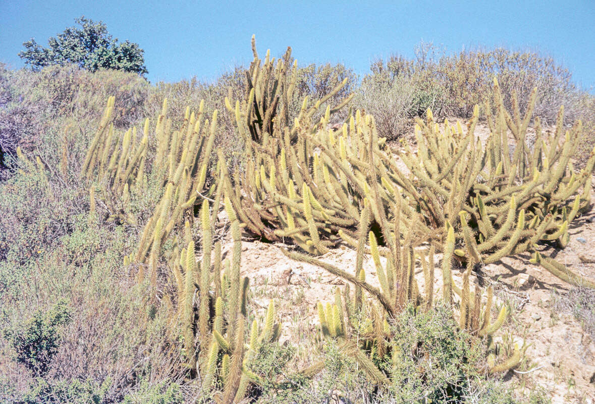 Image of snakecactus