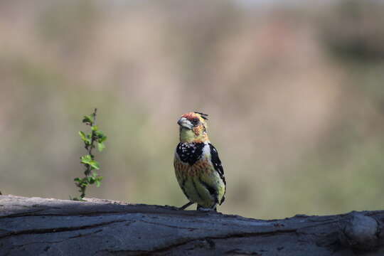 Image of Crested Barbet
