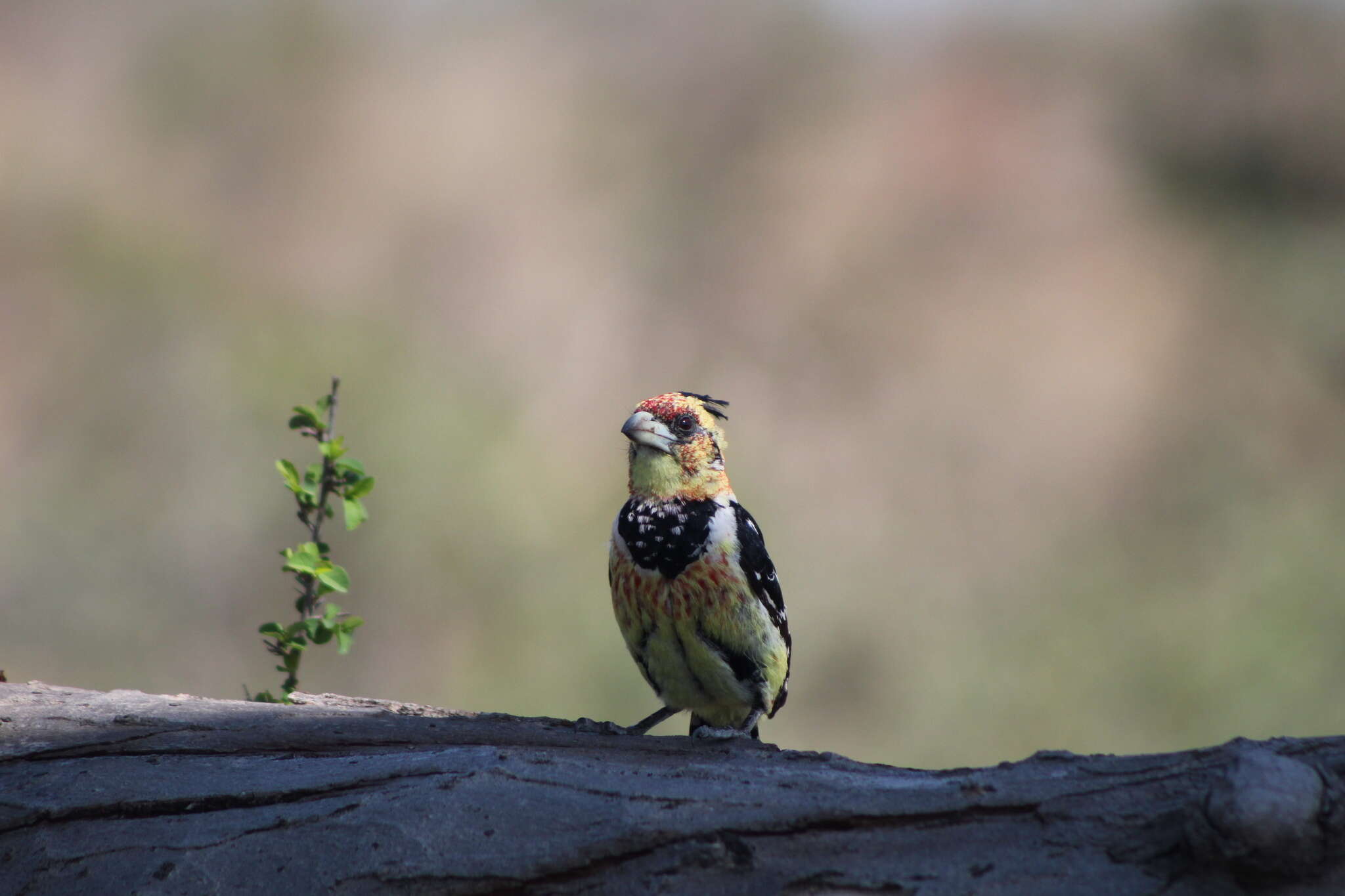 صورة Trachyphonus vaillantii Ranzani 1821