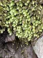 Image of aulacomnium moss