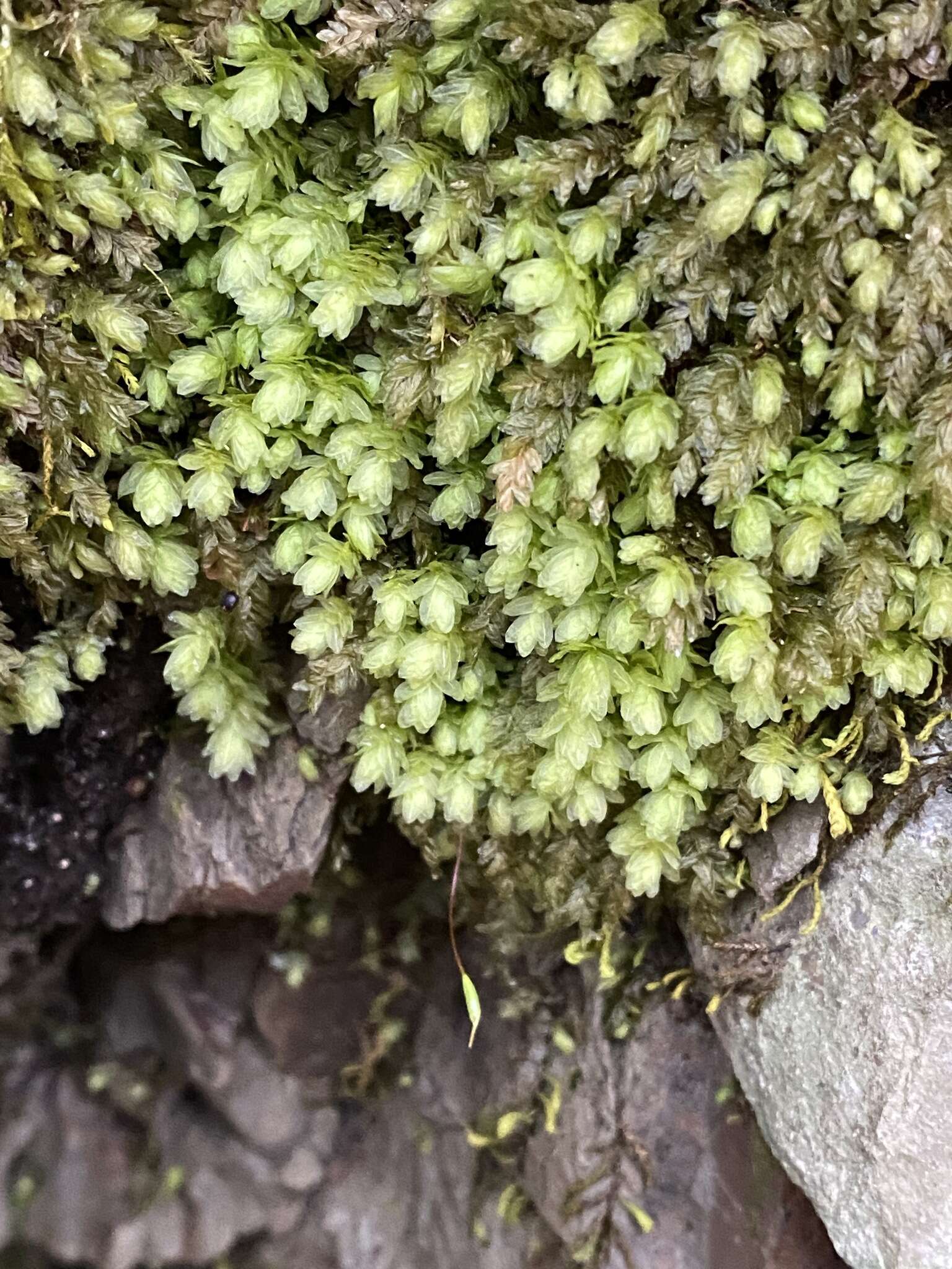 Image of aulacomnium moss