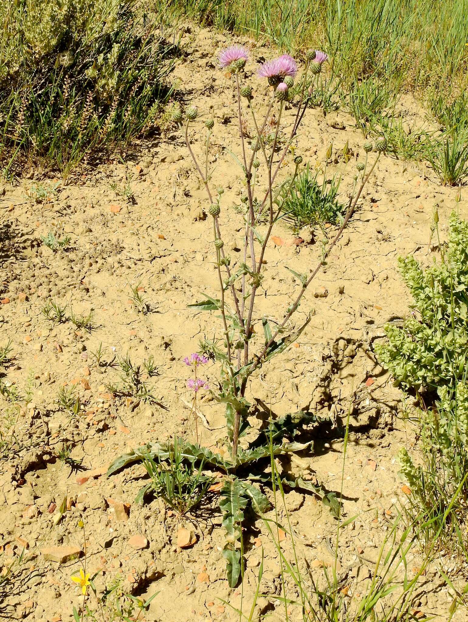 صورة Cirsium tracyi (Rydb.) Petr.