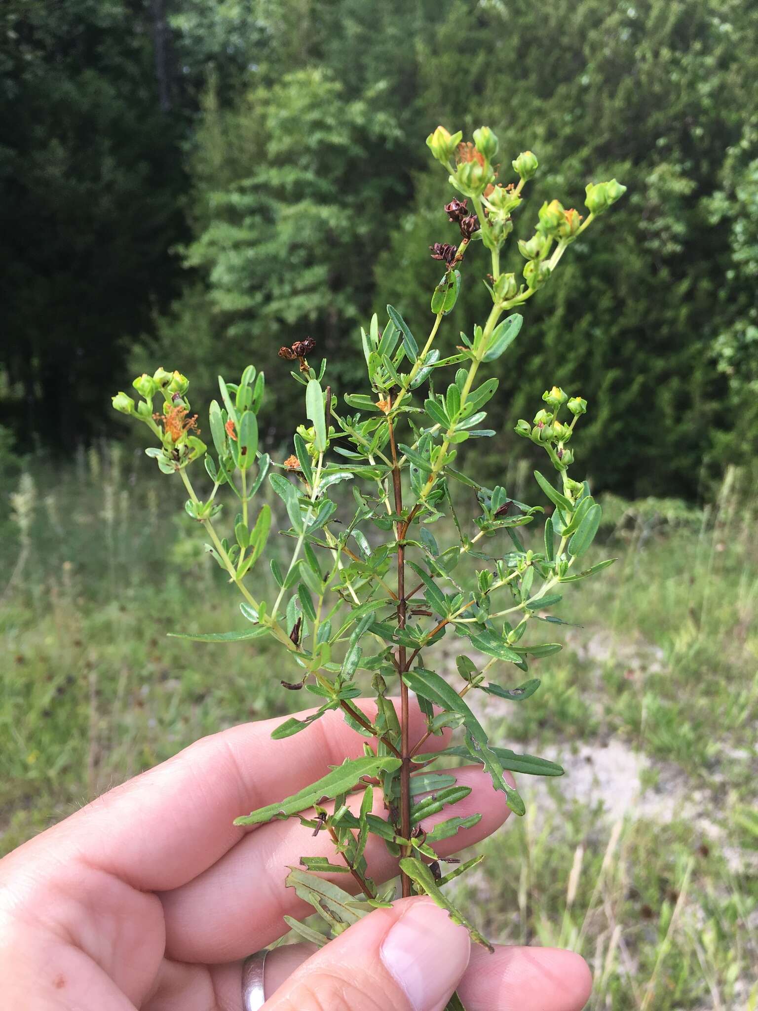 Image of Round-Seed St. John's-Wort