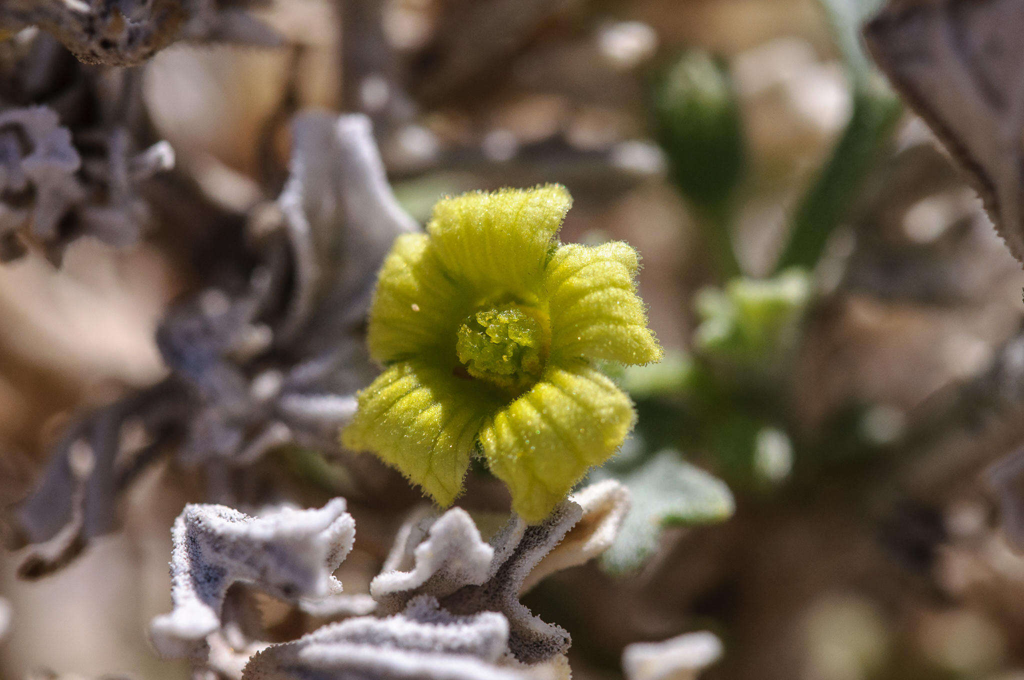 Image of Cucumis rigidus E. Mey. ex Sond.