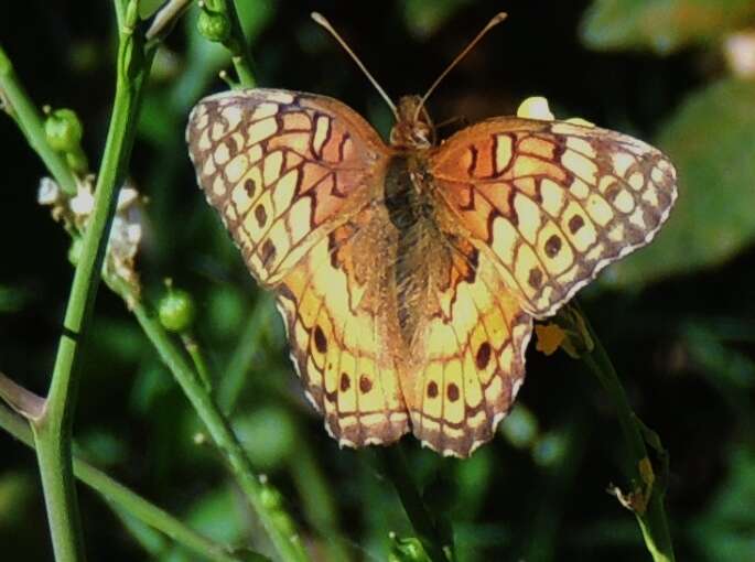 Image of Variegated Fritillary