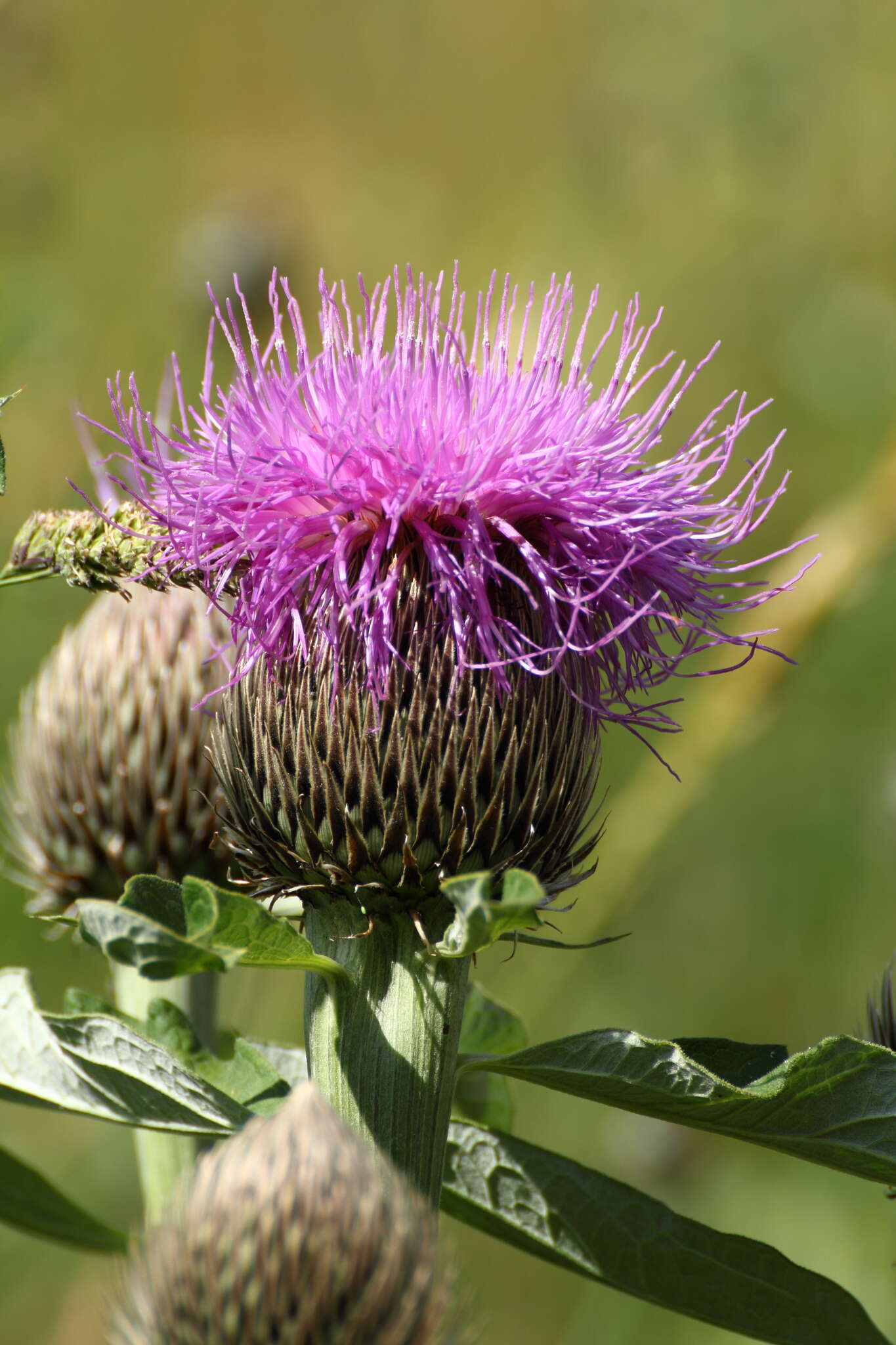 Image de Rhaponticum centauroides (L.) O. Bolòs