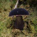 Image of Tylopilus atroviolaceobrunneus Y. C. Li & Zhu L. Yang 2016