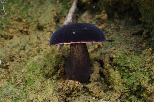 Image of Tylopilus atroviolaceobrunneus Y. C. Li & Zhu L. Yang 2016