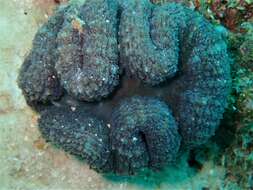 Image of Large single polyp coral