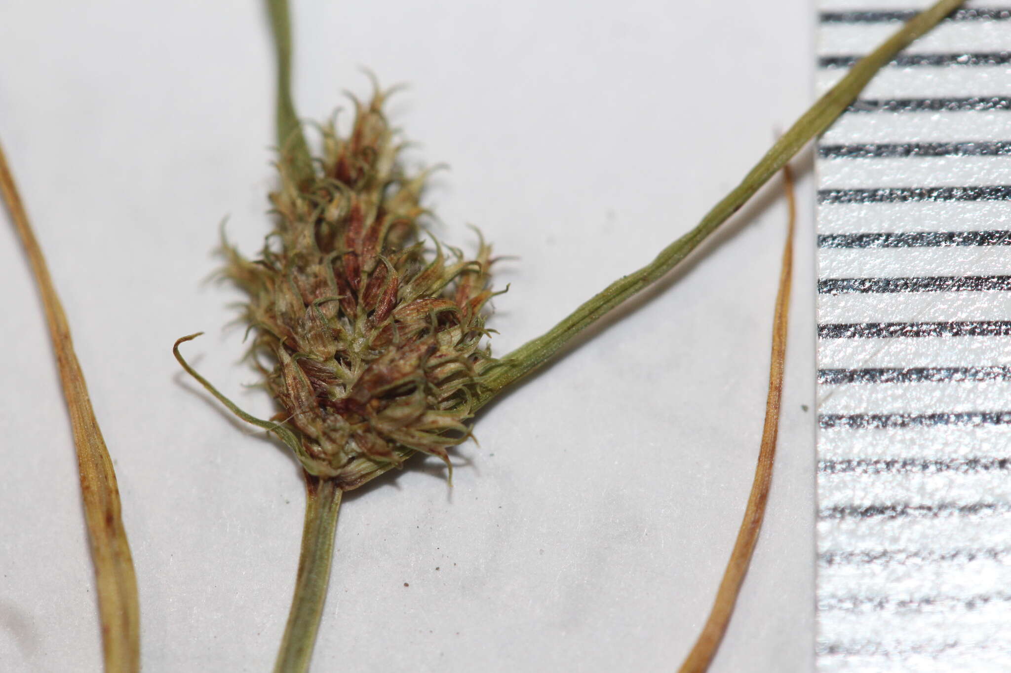 Image of bearded flatsedge