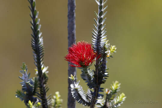 Image of Melaleuca velutina (Turcz.) Craven & R. D. Edwards