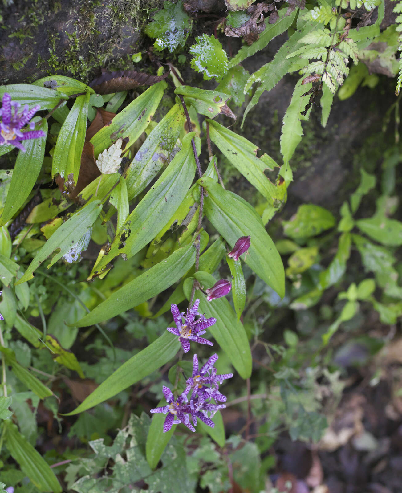 Image of toad lily