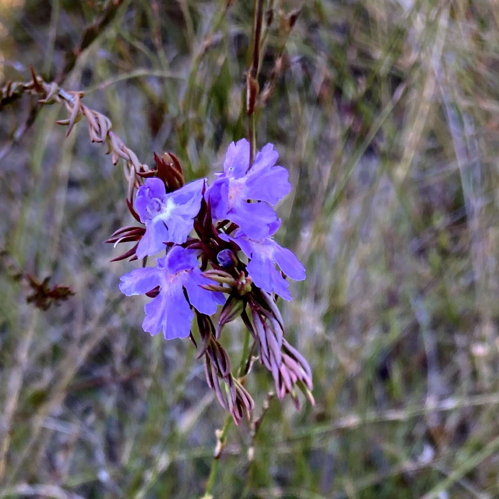 Image of Hemigenia