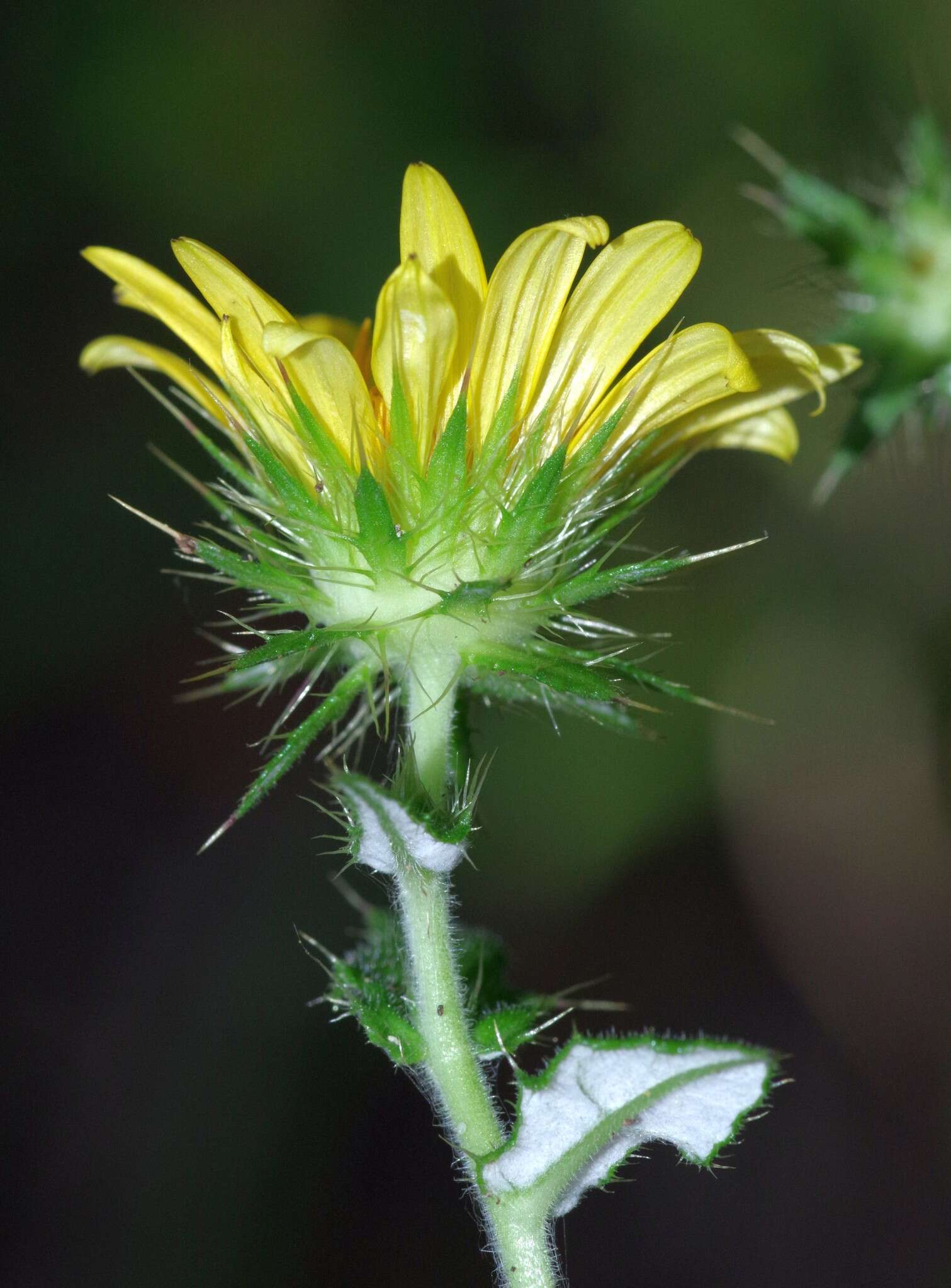 Image of Berkheya erysithales (DC.) Roessler