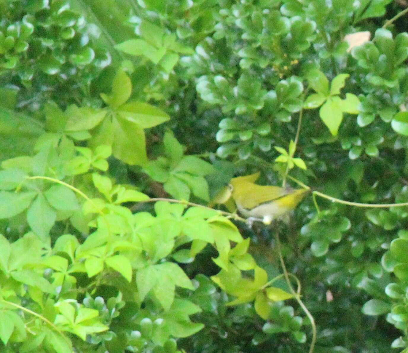 Image of Swinhoe's White-eye