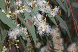 Eucalyptus melliodora A. Cunn. ex Schauer resmi