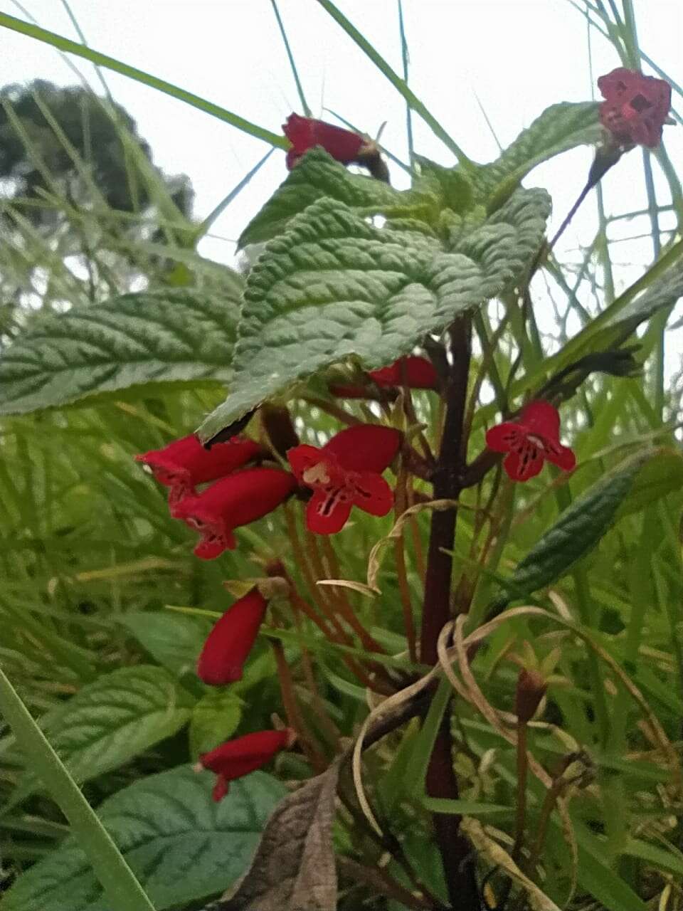 Sivun Kohleria inaequalis var. ocellata (Hook.) L. P. Kvist & L. E. Skog kuva