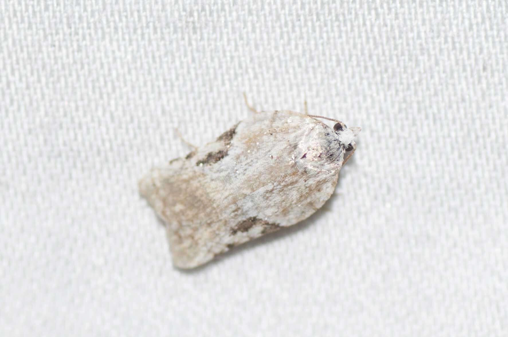 Image of Acleris cervinana Fernald 1882