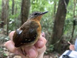 Image of Southern Chestnut-tailed Antbird