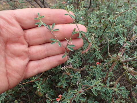 Image of Indigofera sessilifolia DC.