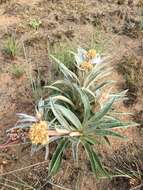 Image of Helichrysum krebsianum Less.