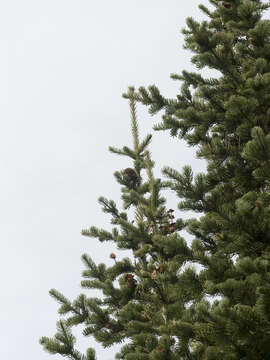 Image of subalpine fir