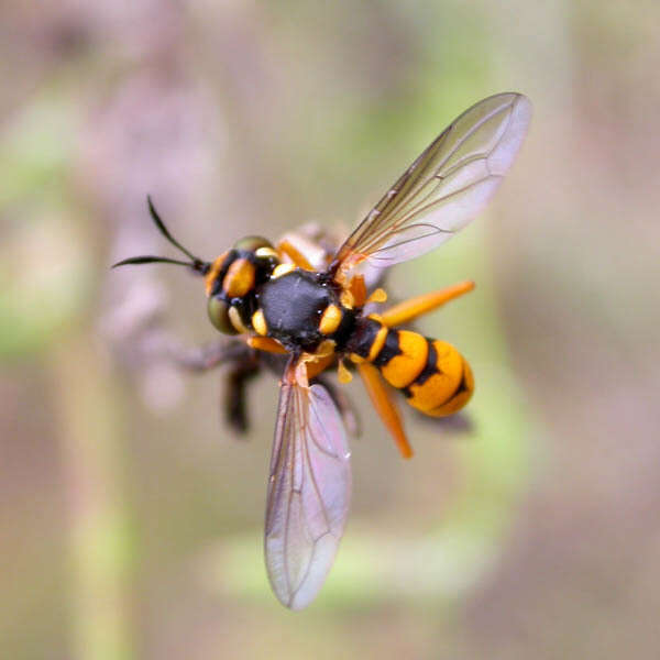 Image of Leopoldius diadematus Rondani 1845