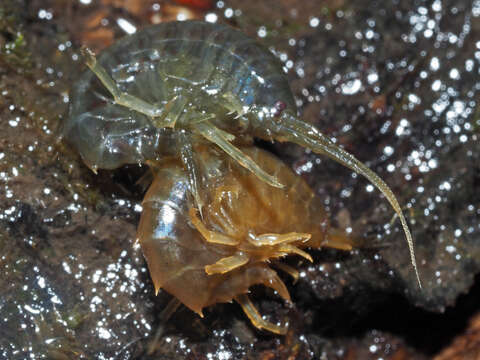 Image of Gammarus roeselii Gervais 1835