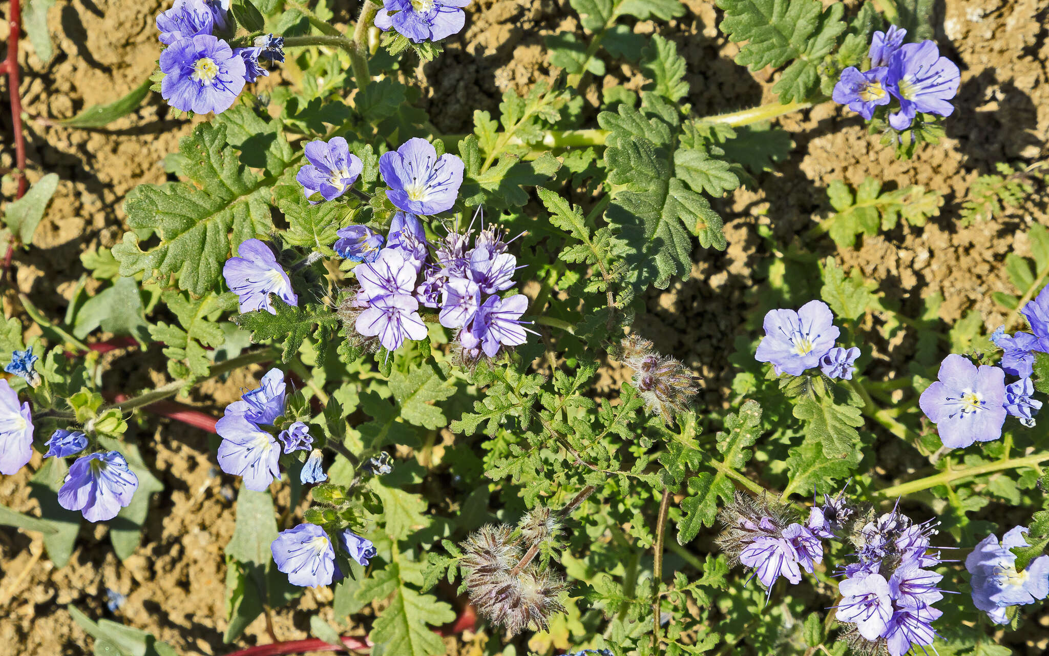 Phacelia ciliata Benth.的圖片