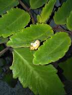 Image of Asian Spotted Tortoise Beetle