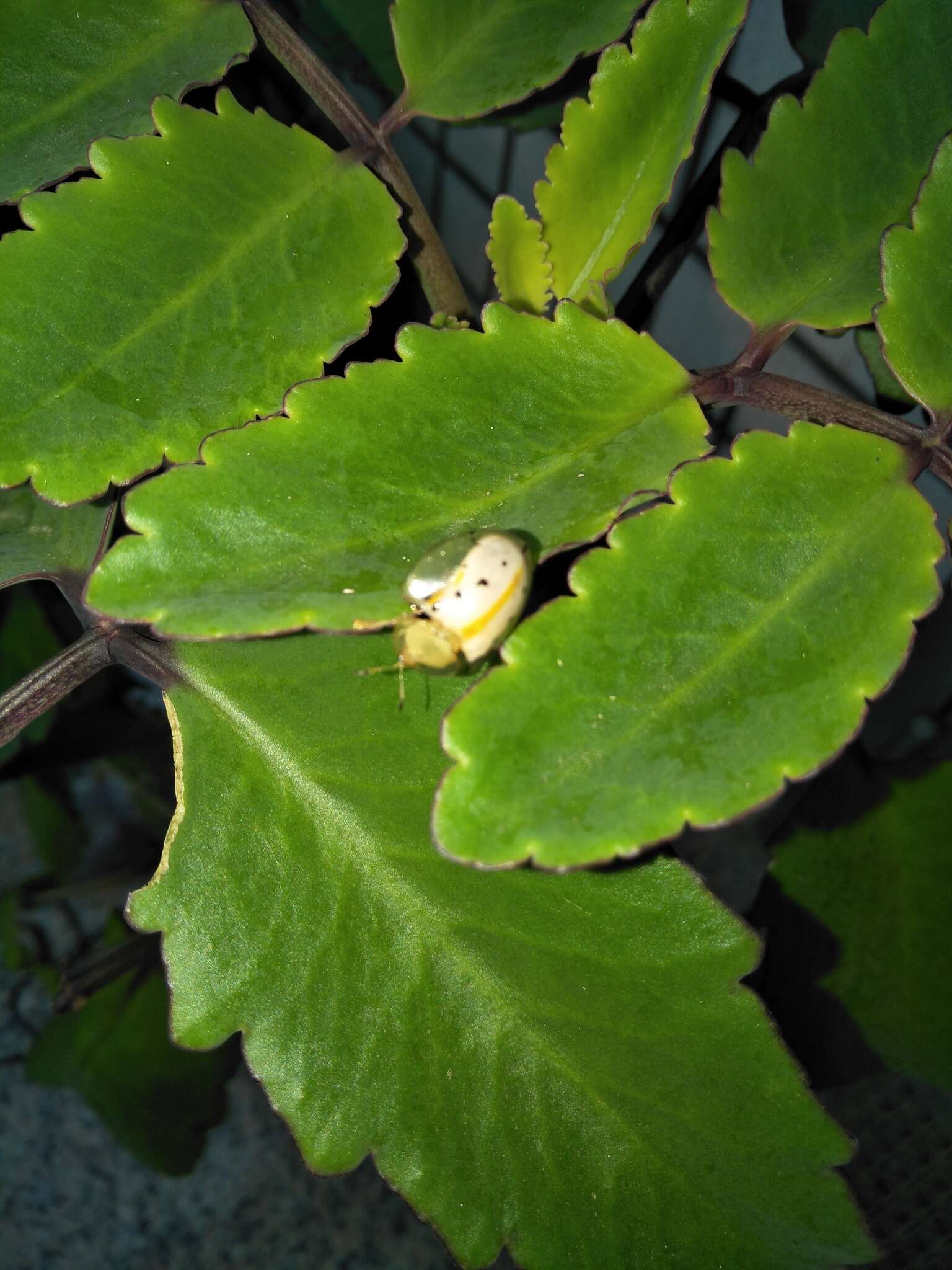 Image of Asian Spotted Tortoise Beetle