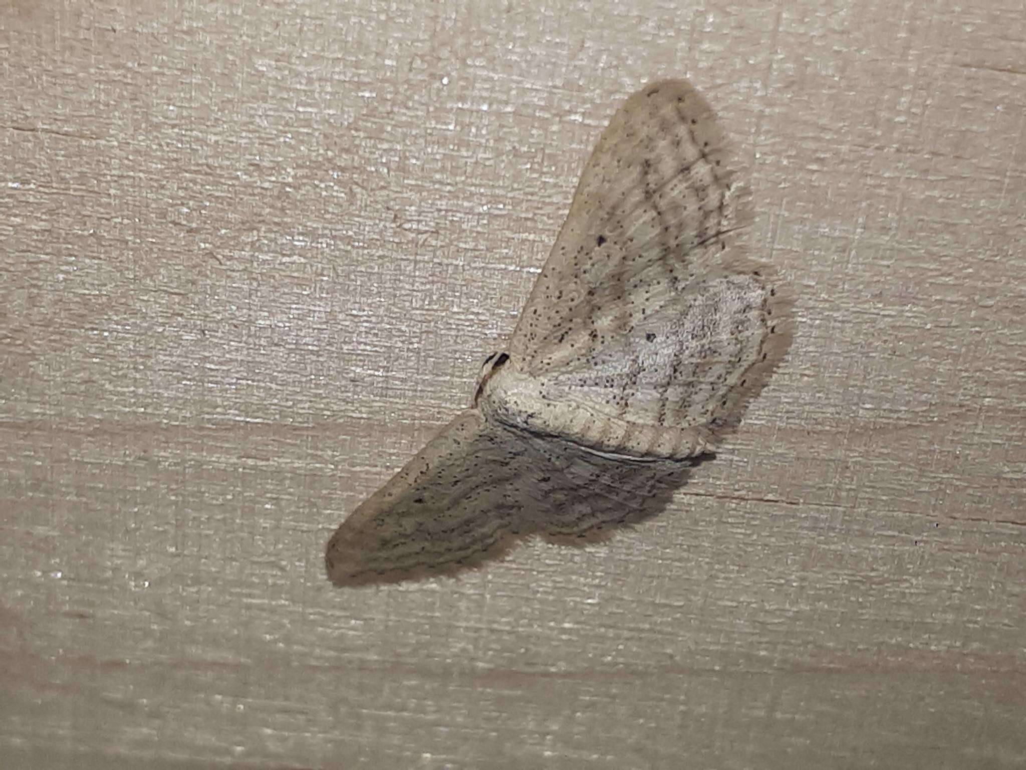 Image de Idaea elongaria Rambur 1833