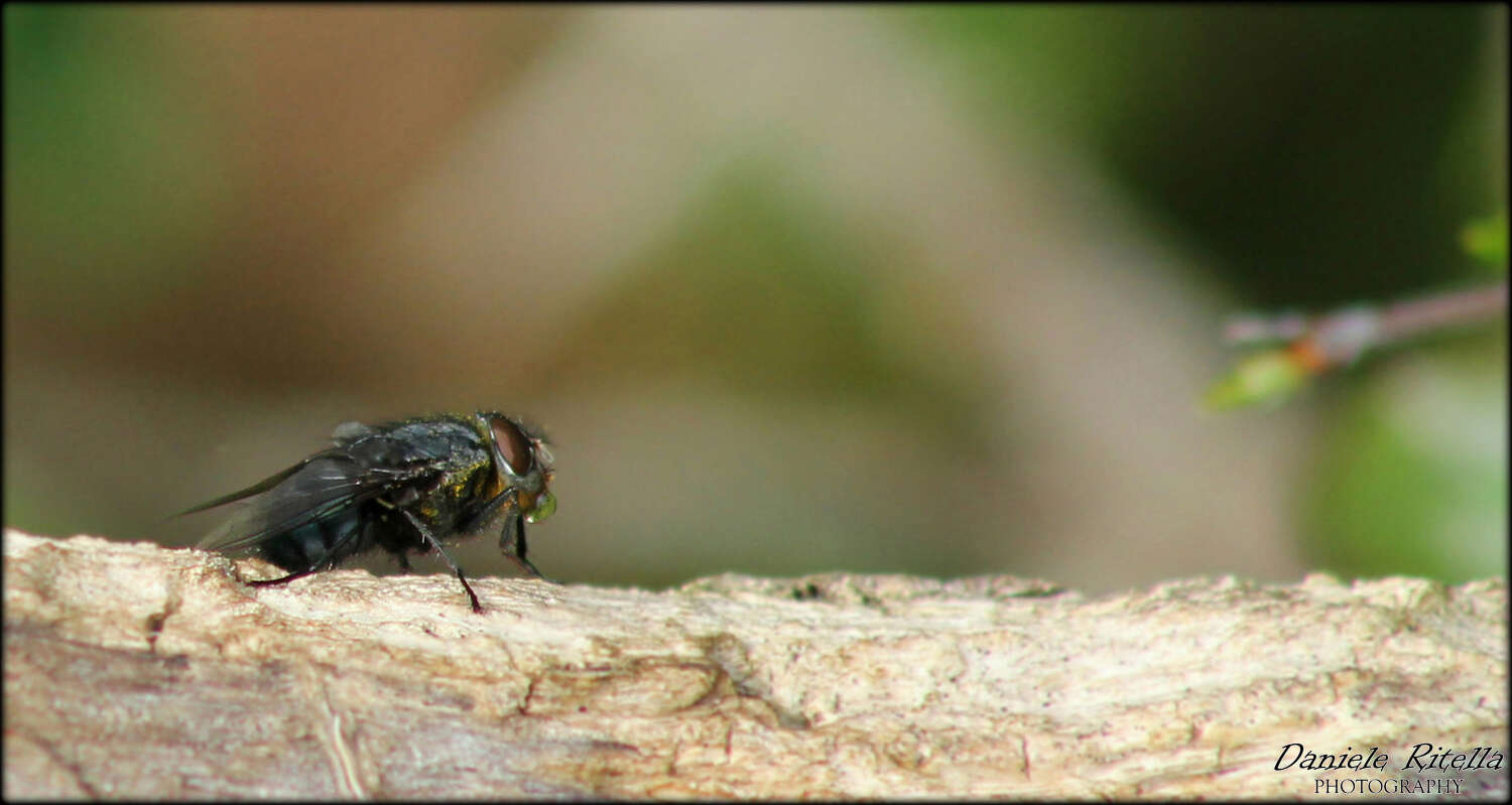 Image of Blue bottle fly