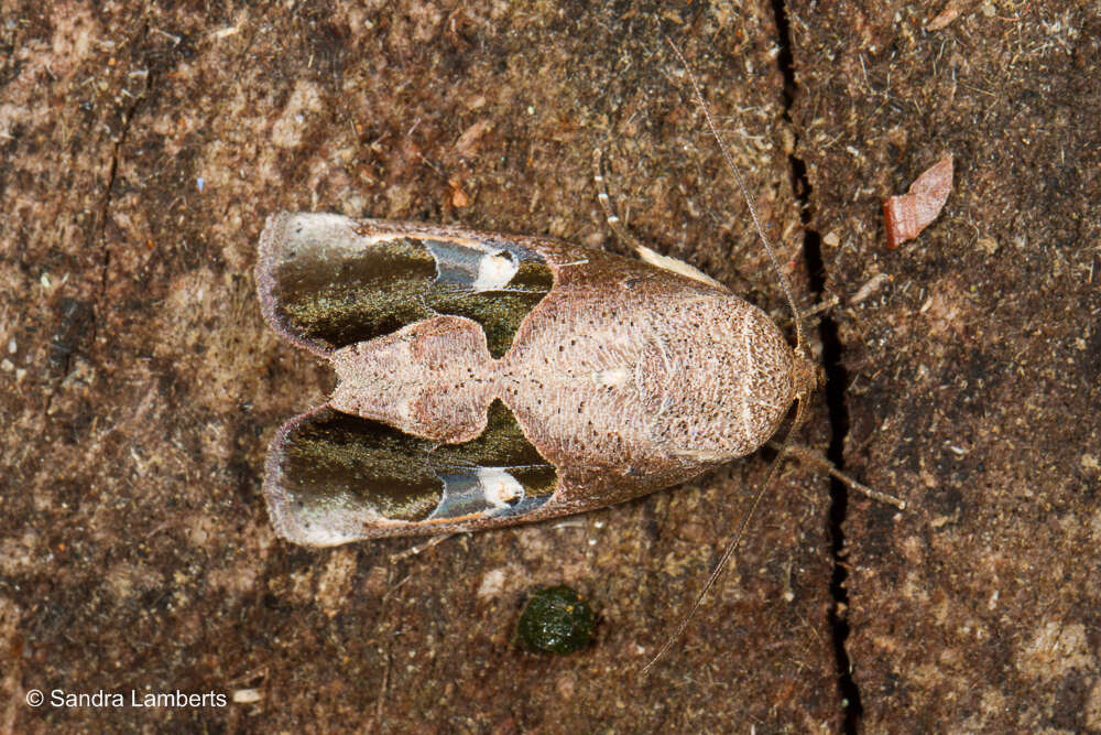 Miaromima columbina (Warren 1914)的圖片