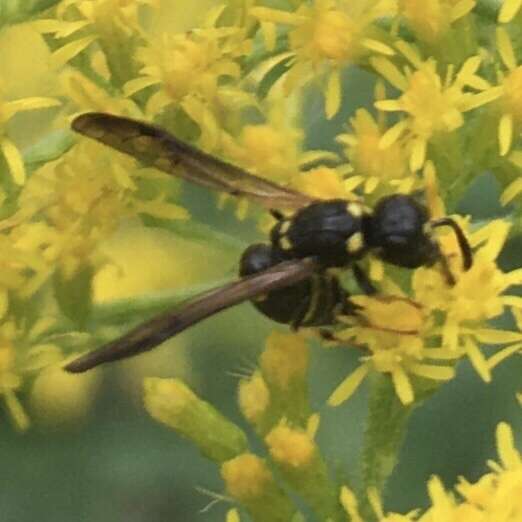 Sivun Symmorphus canadensis (de Saussure 1855) kuva