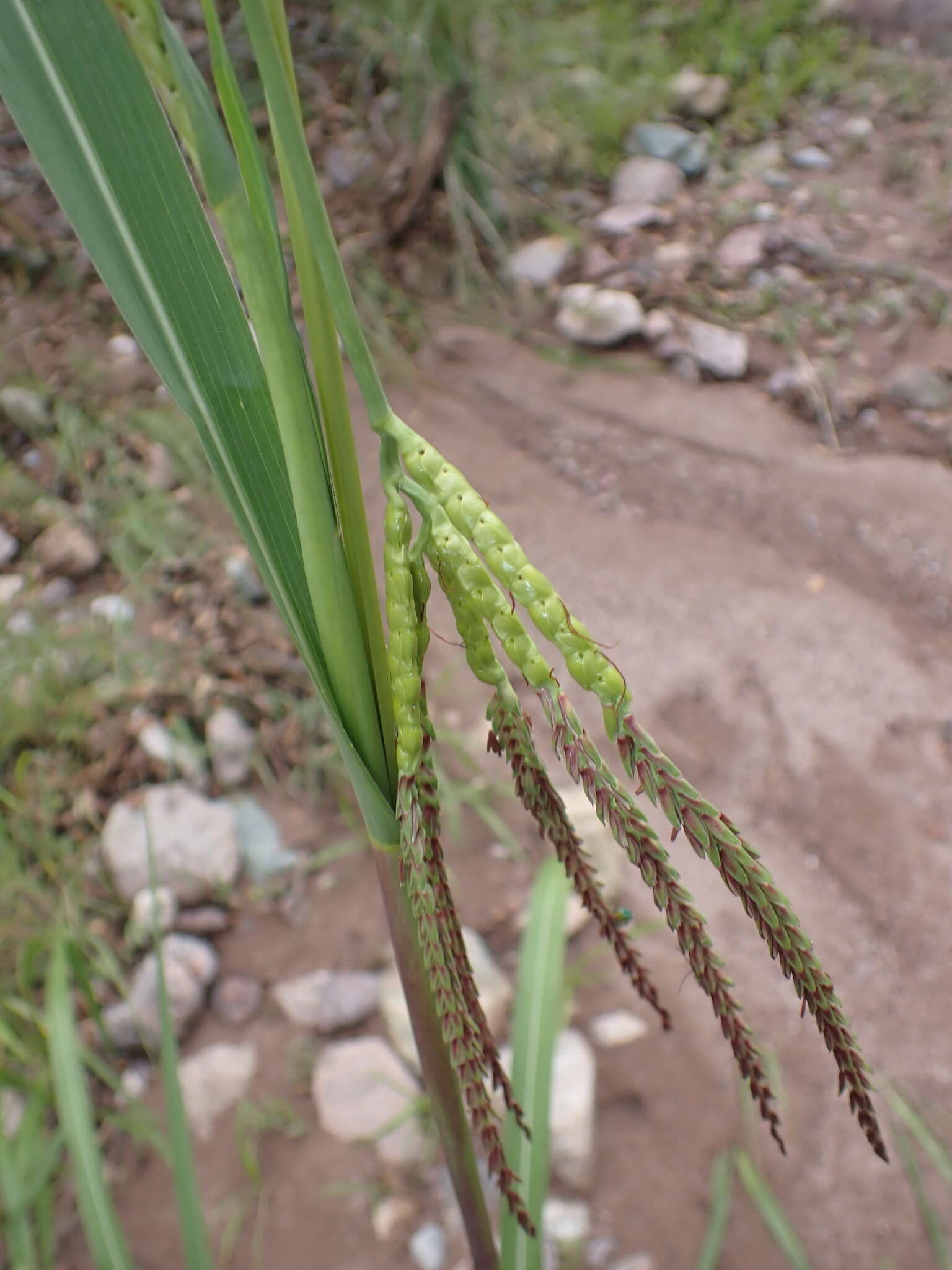 Sivun Tripsacum lanceolatum E. Fourn. kuva