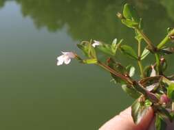 Image of yellowseed false pimpernel