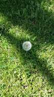 Image of Rock dandelion