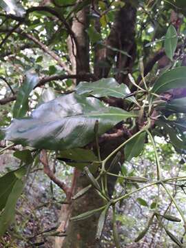 Image of umbrella catchbirdtree