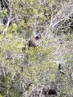 Image of Cuban Lizard-cuckoo