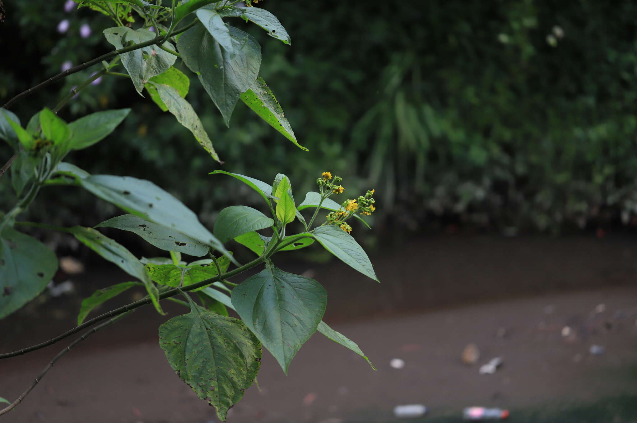 Image of Smallanthus pyramidalis (Triana) H. Rob.